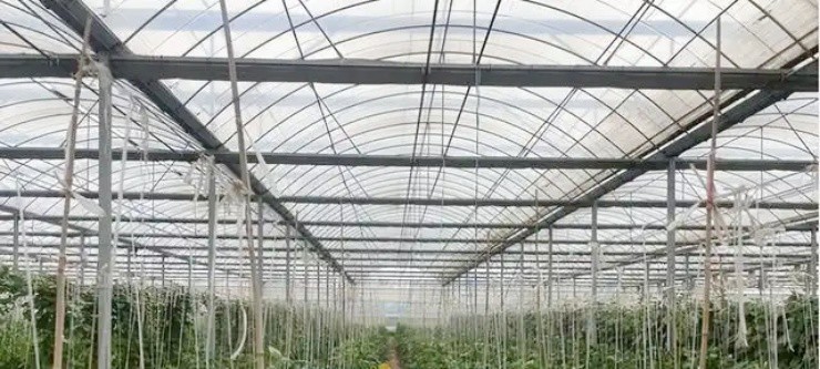 Vợ chồng bỏ việc xịn lương cao ở thành thị, về quê làm nông kiếm vài tỷ/năm - 5