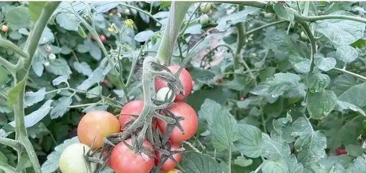 Vợ chồng bỏ việc xịn lương cao ở thành thị, về quê làm nông kiếm vài tỷ/năm - 4