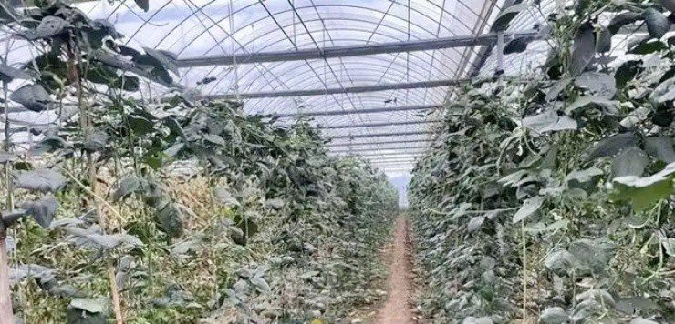 Vợ chồng bỏ việc xịn lương cao ở thành thị, về quê làm nông kiếm vài tỷ/năm - 2