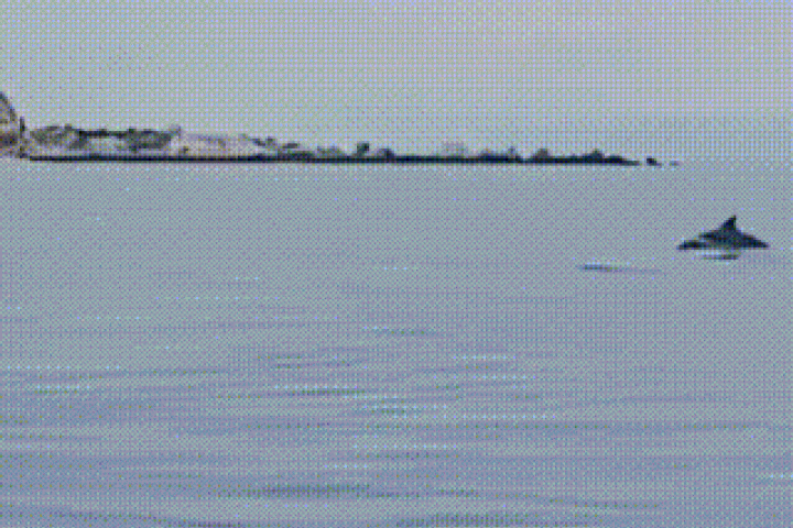 Tin tức trong ngày - Đã mắt ngắm hàng chục con cá heo 'nhảy múa' giữa biển Hòn Cau