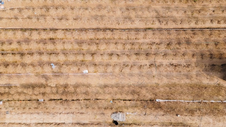 Những gốc đào chuẩn bị cho Tết Nguyên đán bị nước lũ nhấn chìm, trở nên xơ xác.