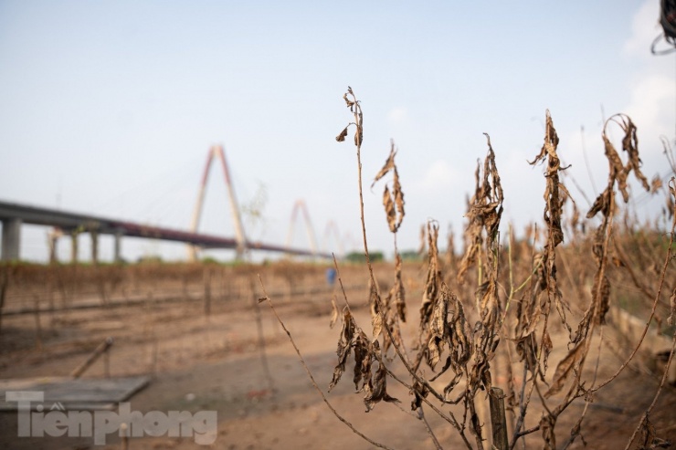 Đào Nhật Tân chết khô chết héo - 4