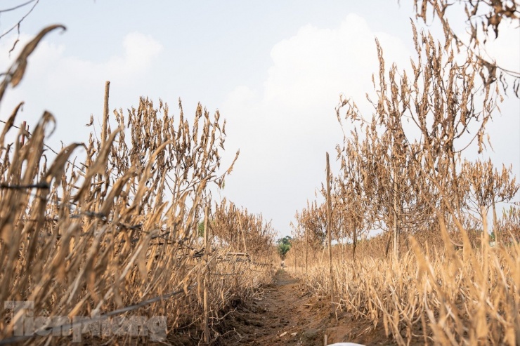 Một số người trồng đào cho biết, khoảng 90% diện tích trồng đào đều phải bỏ đi.
