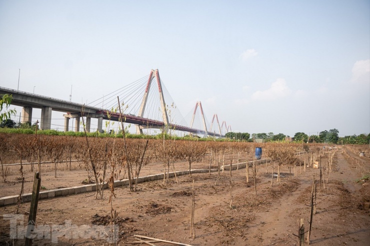 Toàn bộ cây ngâm trong nước nhiều ngày dẫn đến thối rễ hàng loạt. Lá cây chuyển sang vàng úa, rụng lả tả.