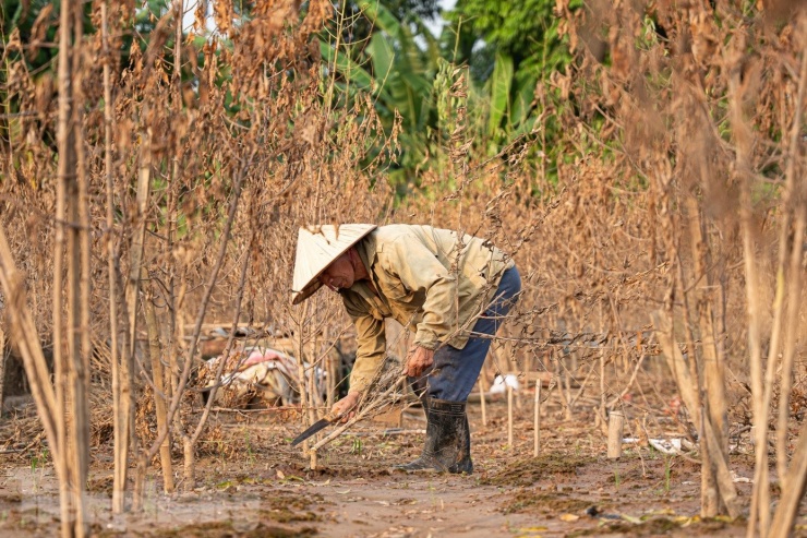 Nhiều hộ dân đã phải chặt bỏ những gốc đào đã gắn bó và được chăm sóc suốt thời gian dài.