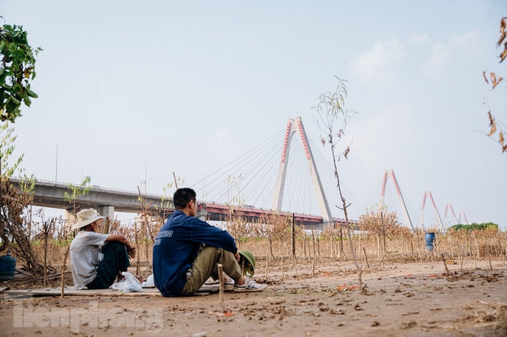 Việc khôi phục lại những vườn đào sẽ mất một quãng thời gian dài.