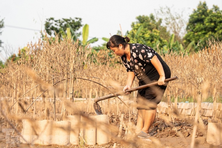 Trong khi những gốc đào chết phải chặt bỏ, một số người dân tận dụng đất trống để trồng xen kẽ các loại rau ngắn ngày nhằm tạo nguồn thu nhập tạm thời.