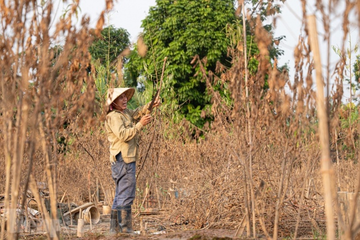 Một số cây còn sự sống được người dân cắt tỉa, chăm sóc cẩn thận, hy vọng cây sẽ hồi sinh và kịp nở hoa đón Tết.