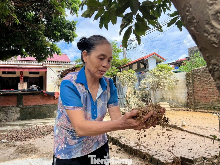 Tại các khu dân cư, người dân tất bật dọn dẹp nhà cửa, chuẩn bị trở lại cuộc sống bình thường. Bà Nguyễn Thị Hợp (thôn Hòa Bình, xã Trung Giã) chia sẻ, chỉ trong một tuần, địa phương đã trải qua hai trận lụt lịch sử, chưa bao giờ nước dâng cao như vậy. “Mấy tạ thóc tôi để trong hòm, kê lên cao 5 hàng gạch. Khi nước lên mấp mé, tôi lại kê thêm 10 hàng gạch, nhưng vẫn bị ngập toàn bộ và thối hết cả”, bà Hợp nói.