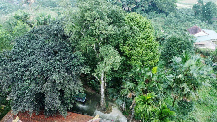 Cận cảnh 2 cây dó trầm hơn 200 năm tuổi vừa được công nhận là Cây di sản Việt Nam - 1