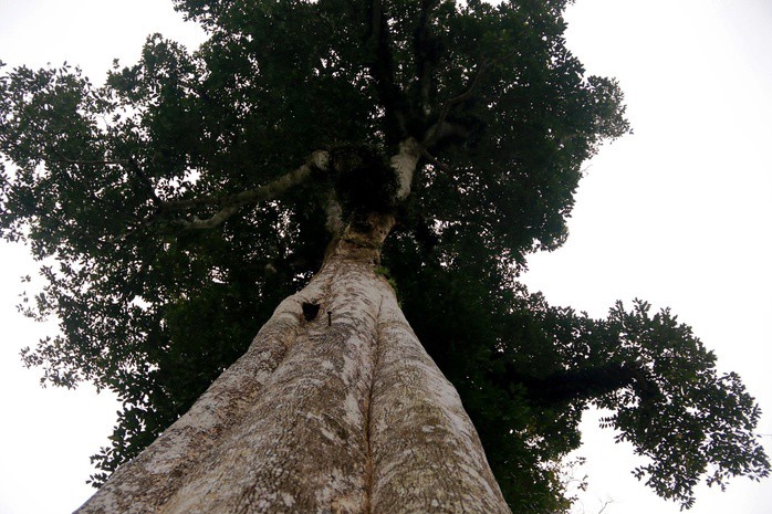 Cận cảnh 2 cây dó trầm hơn 200 năm tuổi vừa được công nhận là Cây di sản Việt Nam - 3