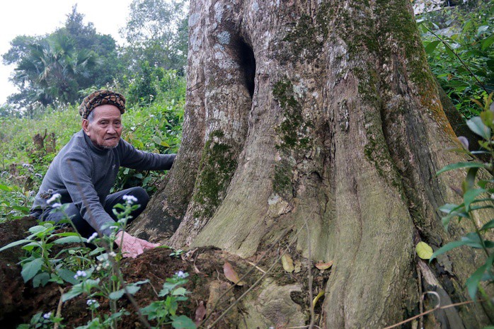 Cận cảnh 2 cây dó trầm hơn 200 năm tuổi vừa được công nhận là Cây di sản Việt Nam - 6