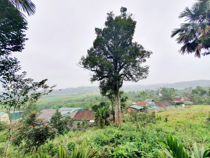 Cận cảnh 2 cây dó trầm hơn 200 năm tuổi vừa được công nhận là Cây di sản Việt Nam - 2