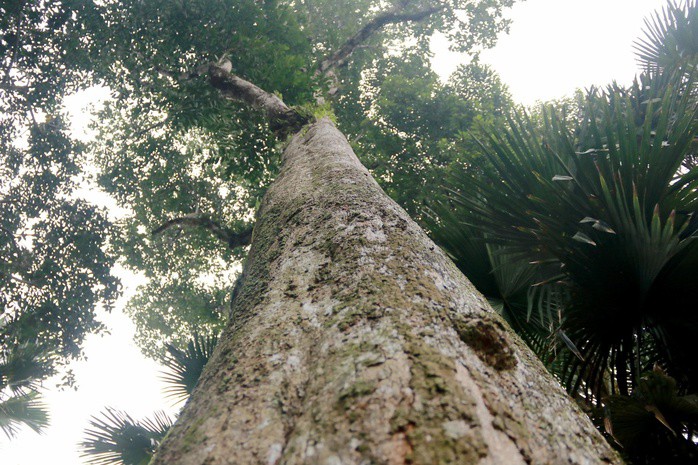 Cận cảnh 2 cây dó trầm hơn 200 năm tuổi vừa được công nhận là Cây di sản Việt Nam - 5