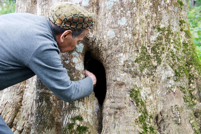 Cận cảnh 2 cây dó trầm hơn 200 năm tuổi vừa được công nhận là Cây di sản Việt Nam - 9