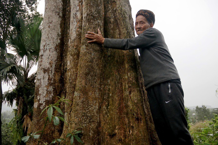 Cận cảnh 2 cây dó trầm hơn 200 năm tuổi vừa được công nhận là Cây di sản Việt Nam - 8