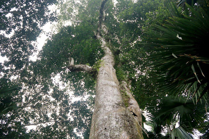 Cận cảnh 2 cây dó trầm hơn 200 năm tuổi vừa được công nhận là Cây di sản Việt Nam - 10