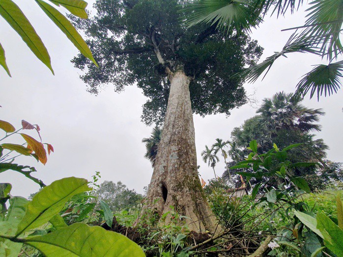 Cận cảnh 2 cây dó trầm hơn 200 năm tuổi vừa được công nhận là Cây di sản Việt Nam - 7