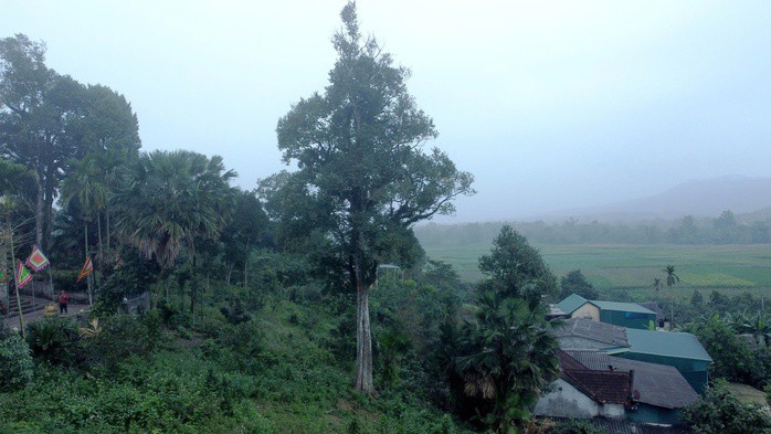 Cận cảnh 2 cây dó trầm hơn 200 năm tuổi vừa được công nhận là Cây di sản Việt Nam - 11