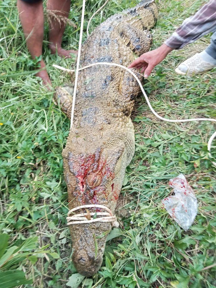 Cá sấu tấn công người đã bị bắt sau 4 ngày truy tìm
