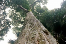 Cận cảnh 2 cây dó trầm hơn 200 năm tuổi vừa được công nhận là Cây di sản Việt Nam