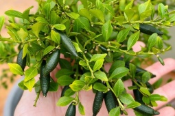 Thị trường - Tiêu dùng - Quả lạ mọc ở hàng rào 3 triệu đồng/kg, trồng cây vừa làm cảnh vừa bán quả quanh năm