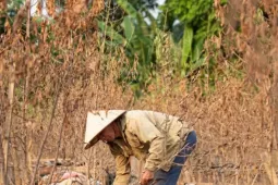 Đào Nhật Tân chết khô chết héo