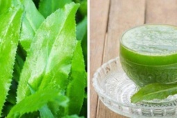 Nước lá mùi tàu có tác dụng chữa bệnh gì?