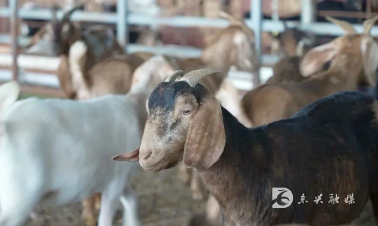 Ảnh: Dongxing Integrated Media