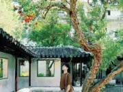 Cây lựu trăm tuổi đỏ rực giữa trời thu Tô Châu hút du khách thập phương