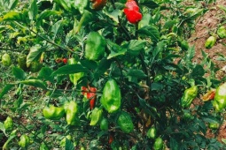 Thị trường - Tiêu dùng - Loại ớt lạ ở Việt Nam đắt hơn thịt bò, trước mọc dại nay hóa "mỏ tiền", dân trồng thắng đậm