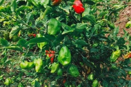 Loại ớt lạ ở Việt Nam đắt hơn thịt bò, trước mọc dại nay hóa "mỏ tiền", dân trồng thắng đậm