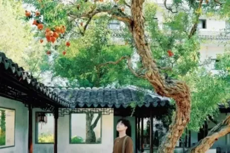 Cây lựu trăm tuổi đỏ rực giữa trời thu Tô Châu hút du khách thập...