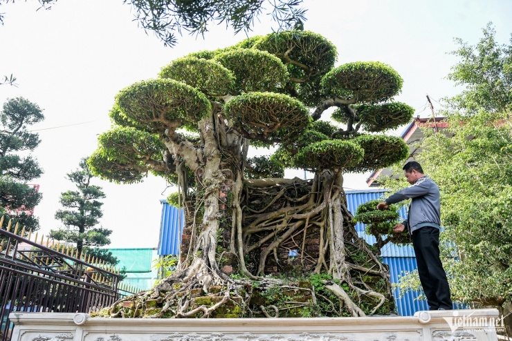 Cặp ‘siêu cây’ được trả giá ngang siêu xe, chủ nhân vẫn từ chối - 1