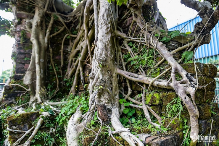 Cặp ‘siêu cây’ được trả giá ngang siêu xe, chủ nhân vẫn từ chối - 4