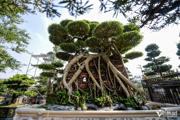 Mỗi cây sanh cao khoảng 3m, được ông Thiện tạo tác theo dáng làng với thân vươn cao, rễ tỏa thành chân đế vững chãi, tán lá được cắt tỉa công phu. Bên cạnh thân chính, cặp sanh còn có nhánh nhỏ, được gọi là thân “tử”. Thân “tử” đã có tuổi đời 20 năm, được ông Thiện tỉ mỉ uốn tán, tạo thế hài hòa với tổng thể.