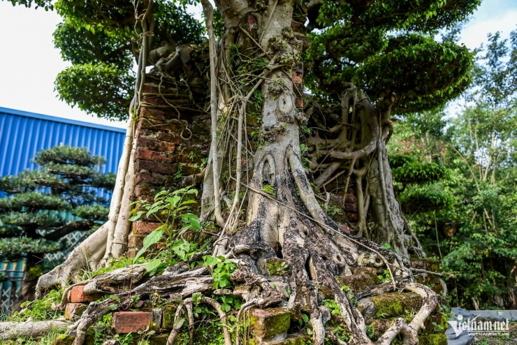 Cặp sanh được ông mua cách đây hơn 20 năm. Khi đó, cây được chủ cũ đặt trên hai trụ cổng. Trải qua thời gian, rễ buông xuống, bám chặt vào tường gạch như thể hòa làm một khối. Khi mua, ông Thiện phải mua cả phần tường vì muốn đào cây ra thì buộc phải phá tường.