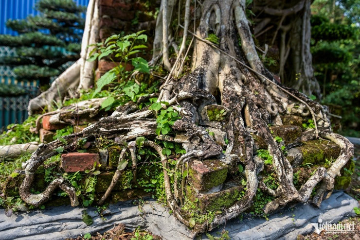 Thân, rễ cây với lớp vỏ xù xì, da chun lại, in hằn dấu vết thời gian.