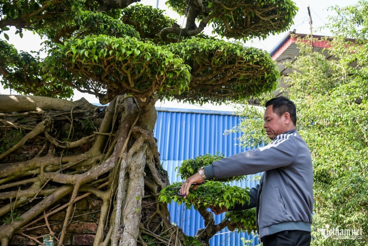 Suốt hơn hai thập kỷ, ông Thiện tỉ mỉ cắt tỉa từng cành, từng tán lá, kiên nhẫn uốn chỉnh để dáng cây ngày một hoàn thiện. Nhìn cây đẹp lên mỗi ngày, với ông, đó là niềm vui lớn nhất.
