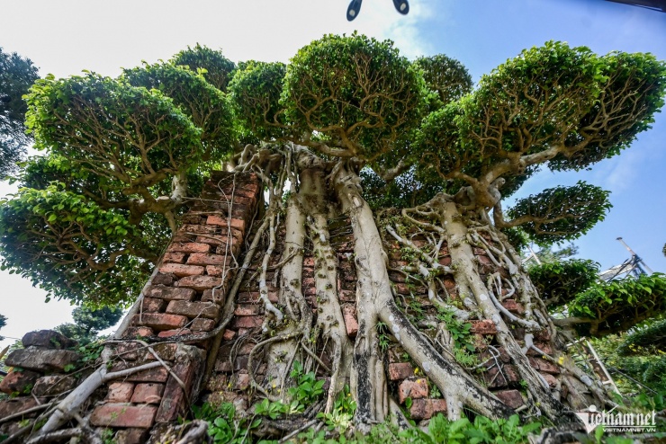 Cặp ‘siêu cây’ được trả giá ngang siêu xe, chủ nhân vẫn từ chối - 7