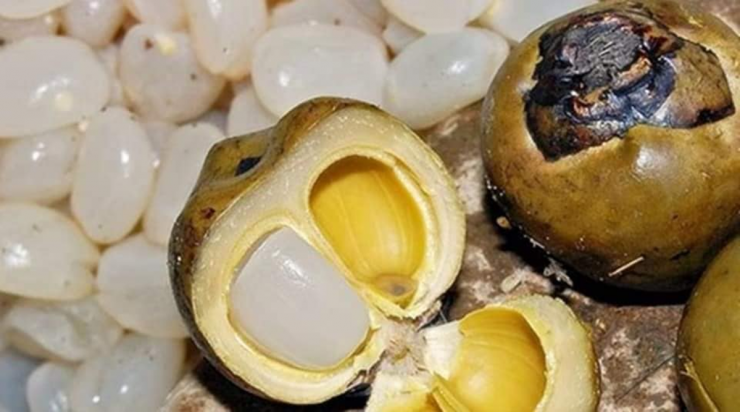 Loại quả ở Việt Nam trồng bạt ngàn, "trời Tây" bán giá 2,5 triệu đồng/4 quả - 5