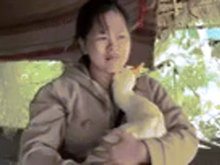 Chú vịt nổi tiếng qua đời sau 6 năm gắn bó, cô gái miền Tây khóc nghẹn chia tay