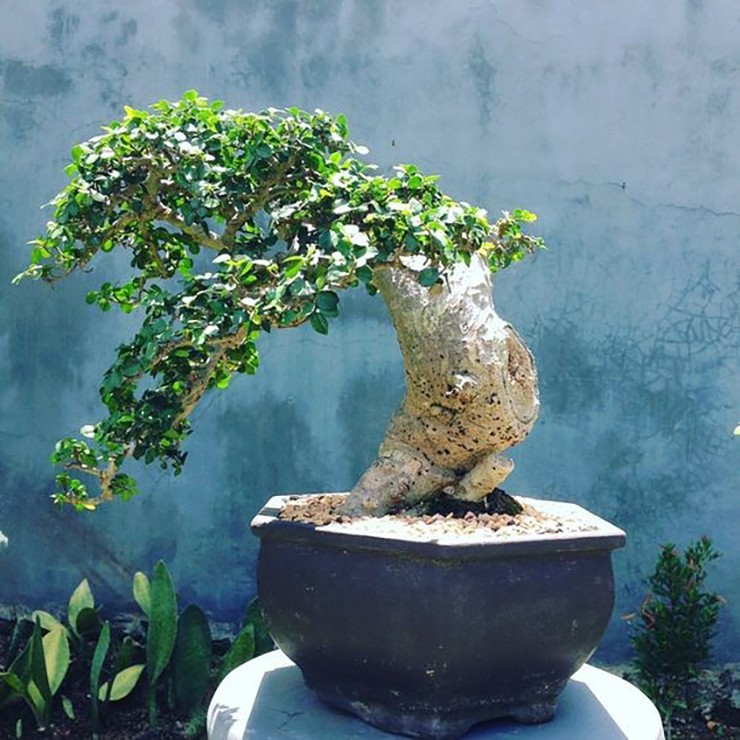 Cây duối (tên khoa học Streblus asper Lour.) thuộc họ Dâu tằm, là loài cây quen thuộc ở nhiều quốc gia nhiệt đới như Ấn Độ, Thái Lan, Việt Nam, Philippines…
