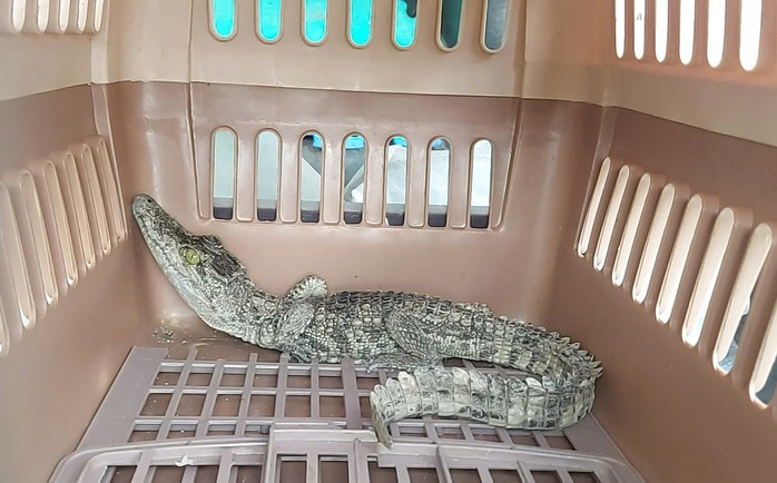 Con cá sấu được người dân giao nộp cho Công an phường Bình Tiên.