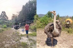 Thị trường - Tiêu dùng - Từ 1,8 triệu đồng, cô gái biến đà điểu thành thú cưng "gây bão” mạng xã hội