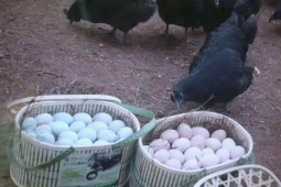 “Gà hắc ám” giá hơn nửa triệu/con, đến trứng cũng “hái ra tiền”