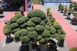 Cây "phát lộc" mọc dại ở Việt Nam nay thành bonsai nổi tiếng, có cây giá tới 23 tỷ đồng
