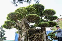 Thị trường - Tiêu dùng - Cặp ‘siêu cây’ được trả giá ngang siêu xe, chủ nhân vẫn từ chối