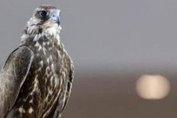 Thị trường - Tiêu dùng - Con chim được bán với giá 4,5 tỷ đồng, đại gia vẫn xuống tiền mua