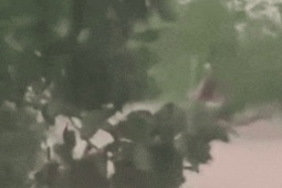 Tin tức trong ngày - Học sinh Quảng Ninh bị lũ cuốn trôi may mắn thoát chết nhờ bám vào bụi cây